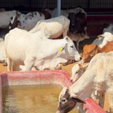 Desi Cows