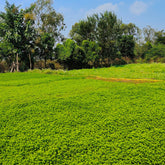 Farm