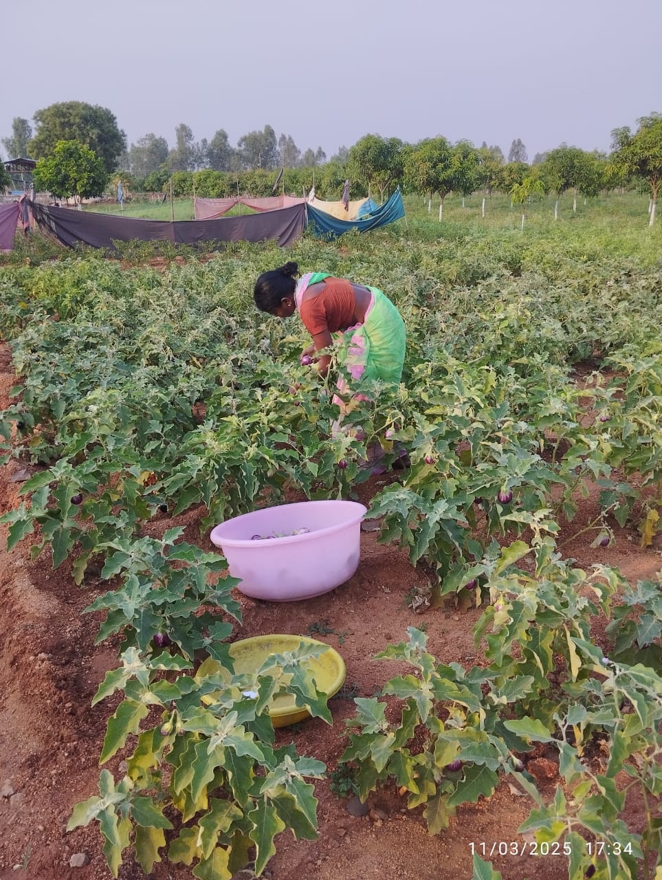 Harvesting From Pureland Farms