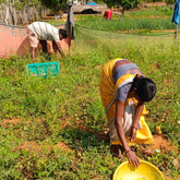 Harvesting From Pureland Farms