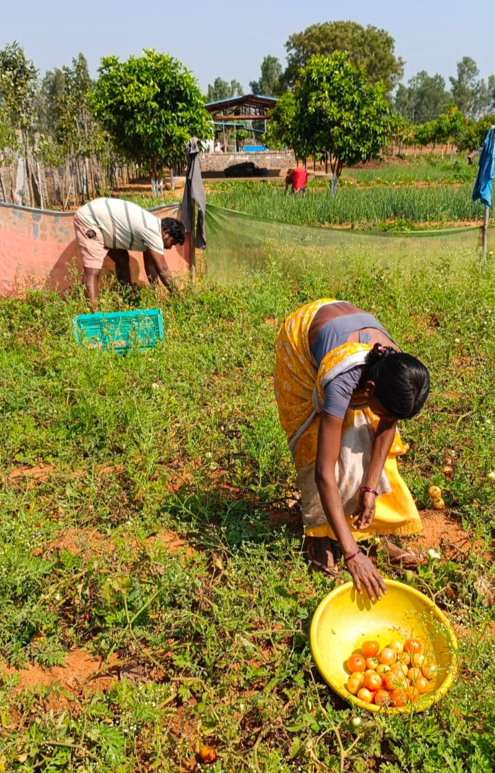 Harvesting From Pureland Farms