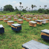 Honey cultivation