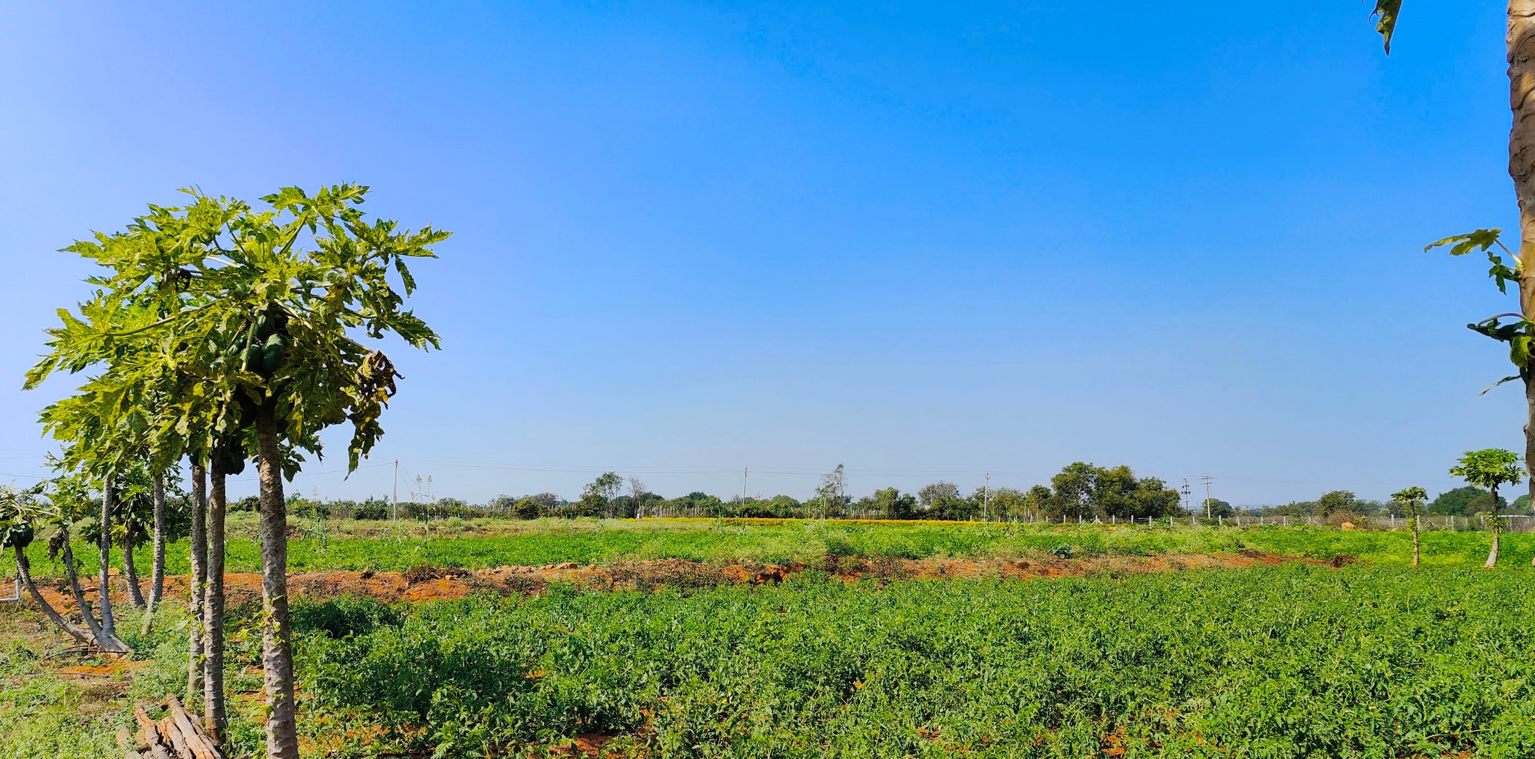 Pureland_harvests_Farm