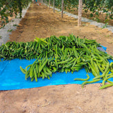Beerakaya Ridge gourd