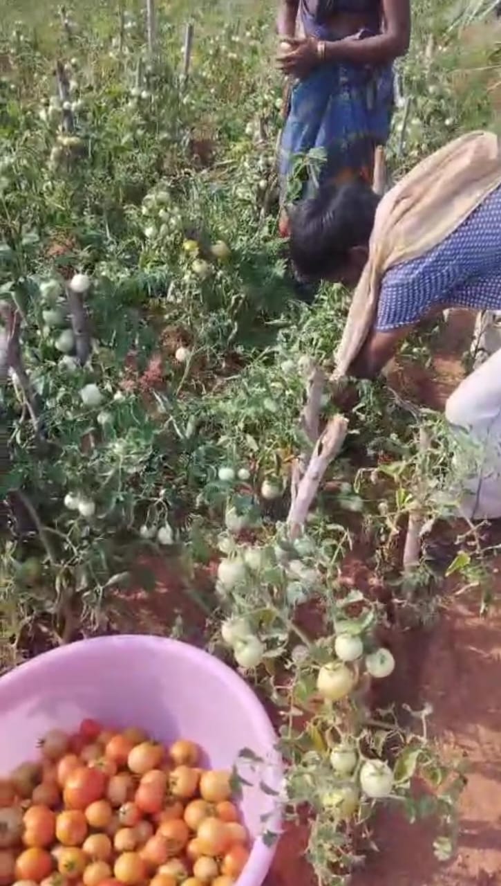 Vegetable Farming
