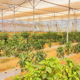 mirchi chilli