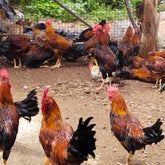 Country chicken