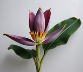 Banana Flower