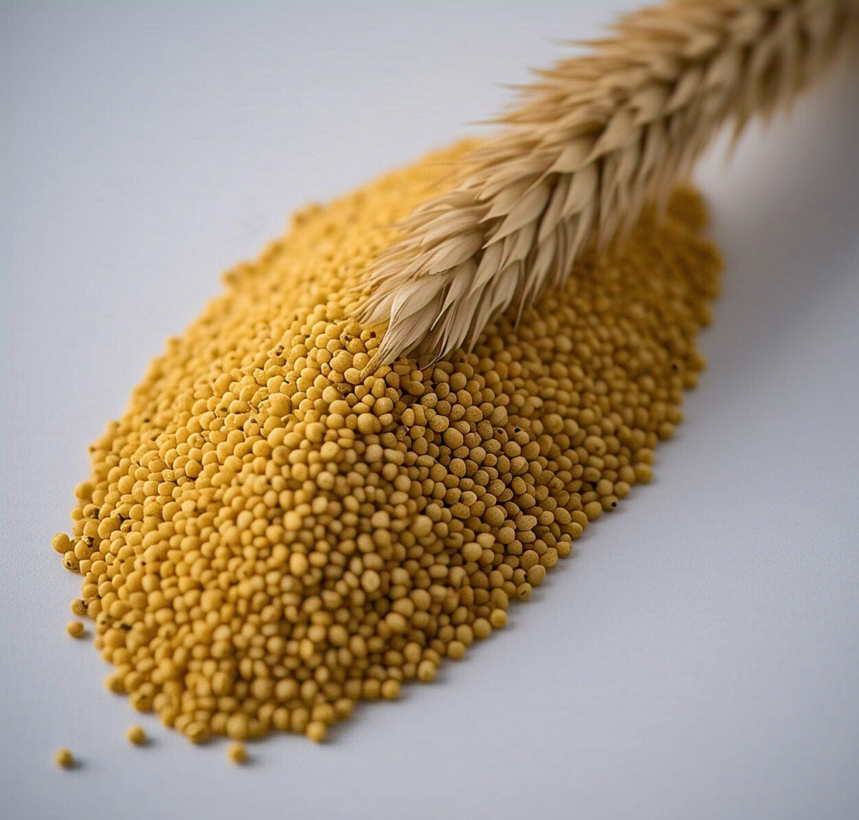 Foxtail Millet