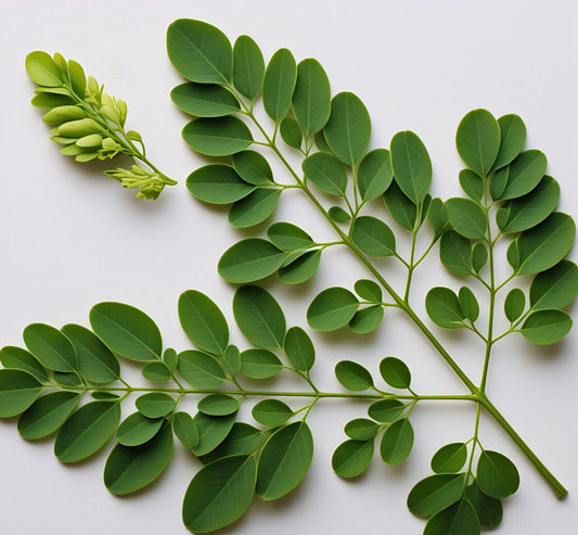 Moringa Leaves