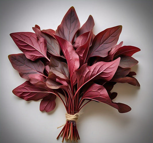 Red Sorrel (Gongura)