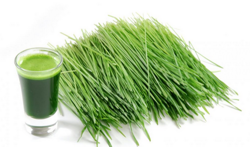 Wheat Grass - Fresh