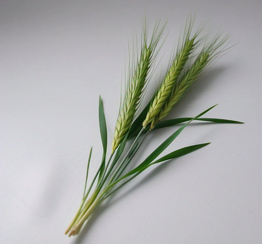 Wheat Grass