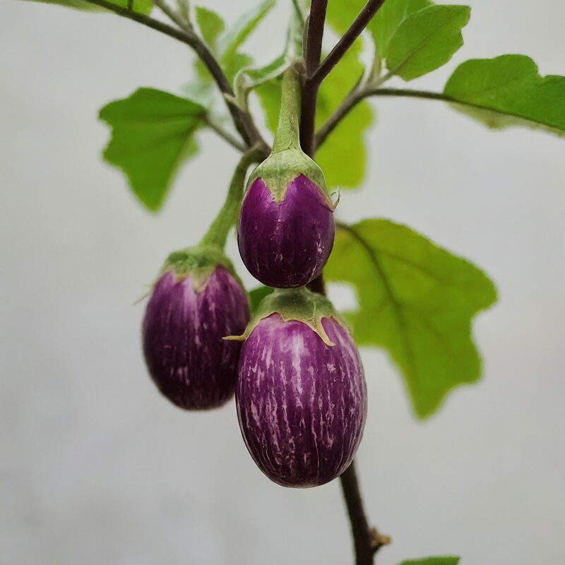 Brinjal(Purple Round) - 500g